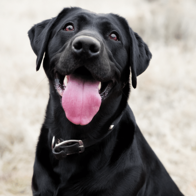 Enfermedad inflamatoria intestinal en perros, ¿cómo ayudar a tu mascota si padece esta patología?