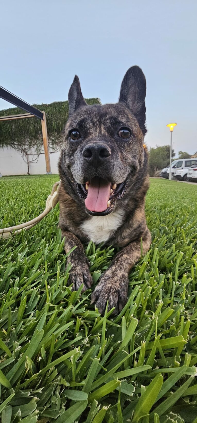 Dieta BARF para perros, ¿Cómo mejora su salud?