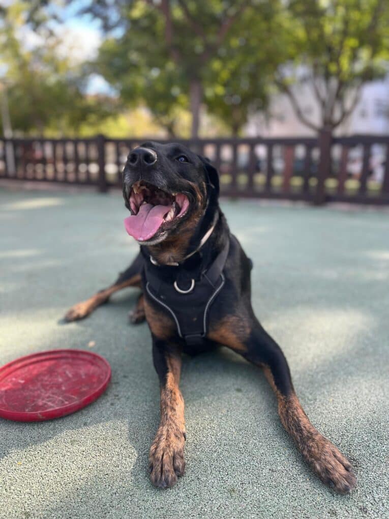 Perro grande de color negro y marrón con arnés negro, acostado en el suelo con la lengua afuera junto a un frisbee rojo en un parque.