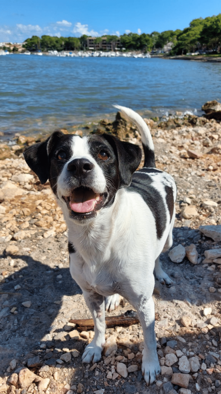 Adorable perro de ojos saltones