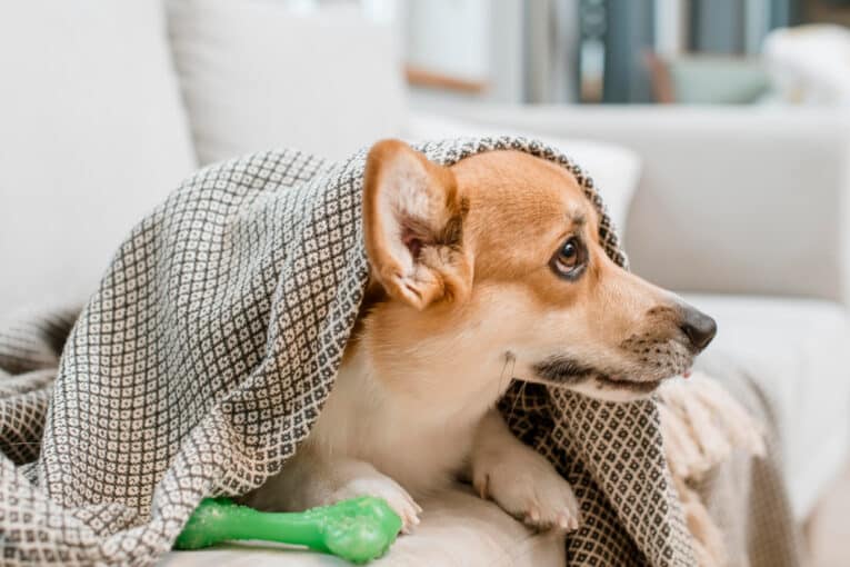 Puede una dieta natural para perros ayudar con las alergias ambientales - Dieta Barf - Petkis