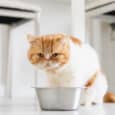 Neofobia en gatos-como superar los problemas de alimentación de tu gato-Petkis-Premium Barf